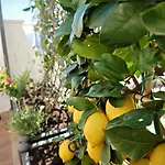 Brikette * بوسيتانو